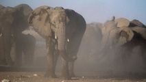 В защиту слонов