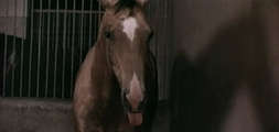 Самый красивый конь
