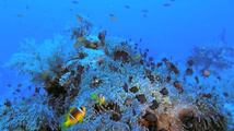 Коралловый риф: Удивительные подводные миры