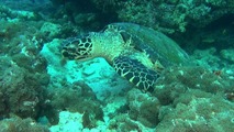 Коралловый риф: Удивительные подводные миры
