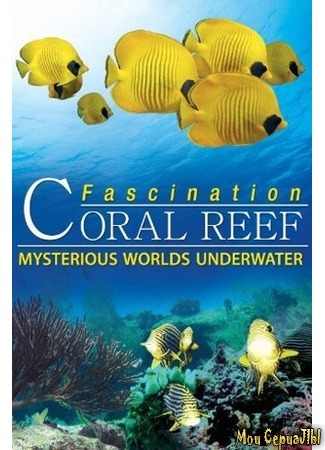 кино Коралловый риф: Удивительные подводные миры (Fascination Coral Reef: Mysterious Worlds Underwater) 17.05.20
