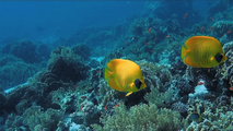 Коралловый риф: Охотники и жертвы