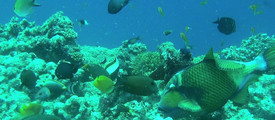 Коралловый риф: Охотники и жертвы
