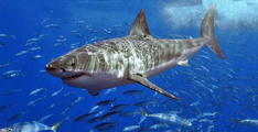 Карибские острова 3D: Погружение с акулами