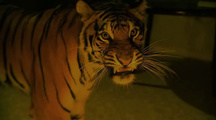 Во власти тигра