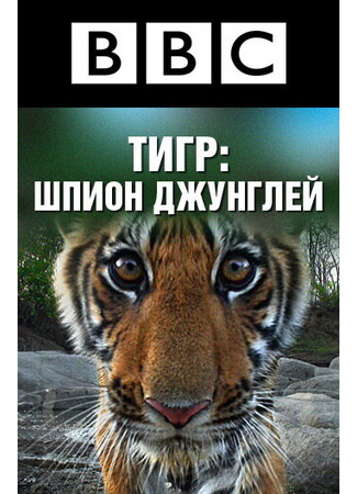 кино BBC: Тигр — шпион джунглей (Tiger: Spy in the Jungle) 27.04.24
